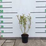 Drieň výbežkatý (Cornus sericea) ´Kelseyi´ – výška 30-40 cm, kont. C1,5L